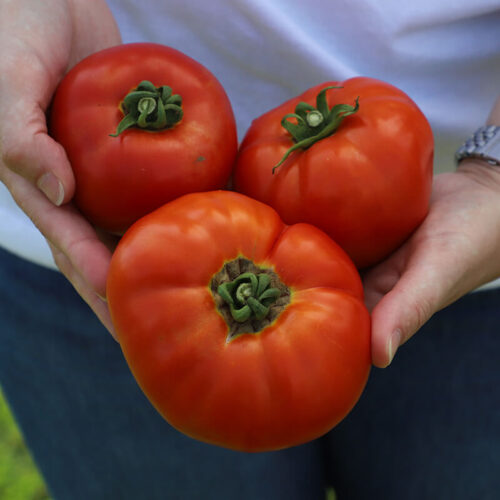 Tomato Amelia VR F1 Seed A20221771