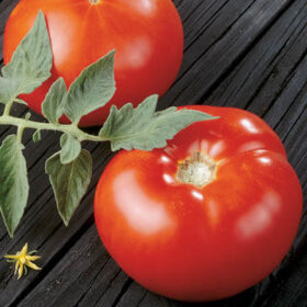 Tomato Sunbrite F1 Seed A20222105