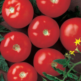 Tomato Mountain Fresh Plus F1 Seed A20221809