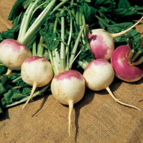 Turnip Purple Top White Globe Seed A20221820