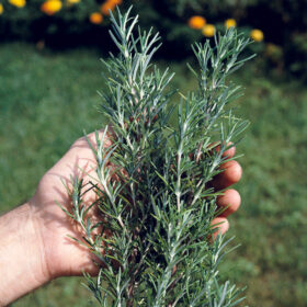 Rosemary Seed for Sale A20221377