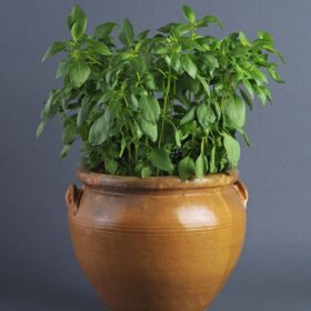 Basil Sweet Dani Seed A20221355