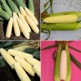 Sweet Corn Seed Collection - Backyard Bicolor (Packets) Seed A20221889