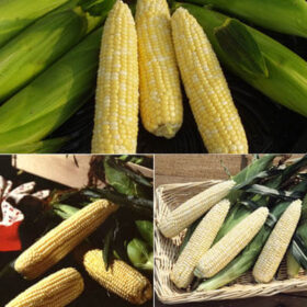 Sweet Corn Seed Collection - Summertime Supersweet Seed A20221871