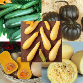 Squash Seed Collection - All Season Seed A20222042