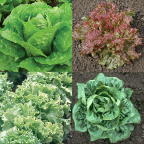 Lettuce Pelleted Seed Collection Seed A20221448