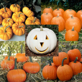 Pumpkin Patch Seed Collection Seed A20222004