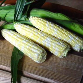 Sweet Corn Renaissance F1 Seed A20221887