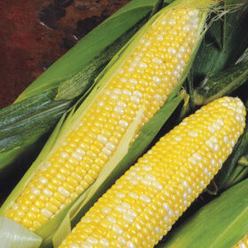 Sweet Corn Delectable F1 Seed A20221147