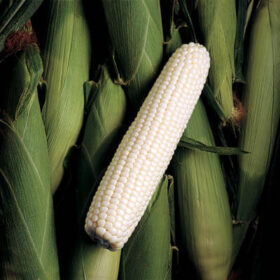 Sweet Corn Silver King F1 Seed A20221873