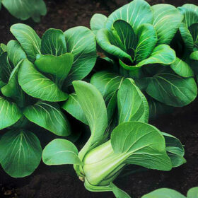 Pak Choi Mei Qing Choi F1 Seed A20221556