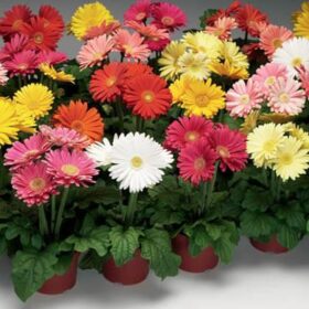 Gerbera Jaguar Mix F1 Seed A20222391