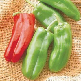 Pepper Giant Marconi F1 Seed A20221606