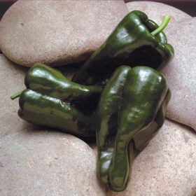 Pepper Tiburon F1 Seed A20221952