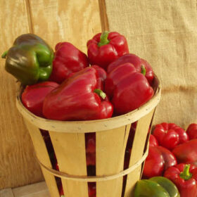 Pepper Alliance F1 Seed A20221577