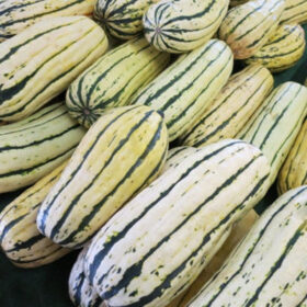 Squash Bush Delicata Seed A20221725