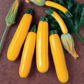 Squash Golden Rod F1 Seed A20221744
