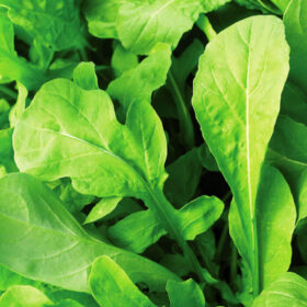 Arugula Astro Seed for Sale A20221298