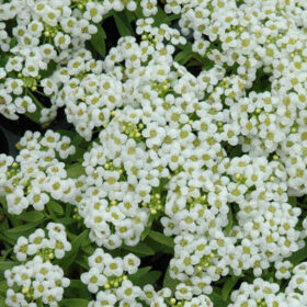 Alyssum Wonderland White Seed A20222141