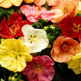 Abutilon Bella Select Mix F1 Seed A20222127