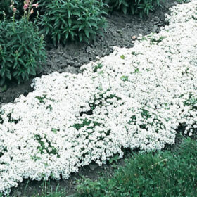 Alyssum New Carpet of Snow Seed A20222138