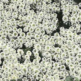 Alyssum Snow Crystals Seed A20222139
