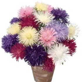 Aster Giant Ray Mix Seed A20222165