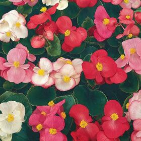 Begonia Super Olympia Mix F1 Seed A20222205