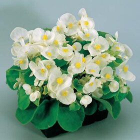Begonia Super Olympia White F1 Seed A20222208