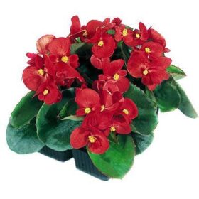 Begonia Super Olympia Red F1 Seed A20222207
