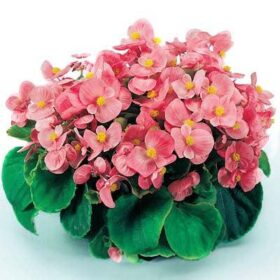 Begonia Super Olympia Pink F1 Seed A20222206
