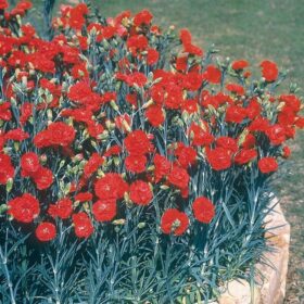 Carnation Can Can Scarlet F1 Seed A20222235