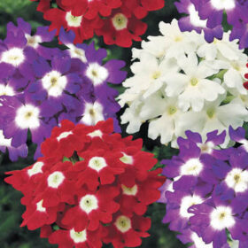 Verbena Obsession Spirit Mix Seed A20222835