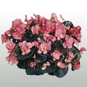 Begonia Cocktail Gin F1 Seed A20222178