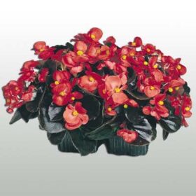Begonia Cocktail Vodka F1 Seed A20222180