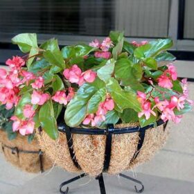 Begonia Dragon Wing Pink F1 Seed A20222182