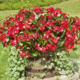 Begonia Dragon Wing Red F1 Seed A20222183