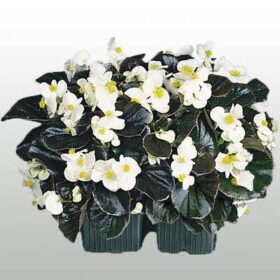 Begonia Cocktail Whiskey F1 Seed A20222181