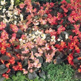Begonia Cocktail Mix F1 Seed A20222179