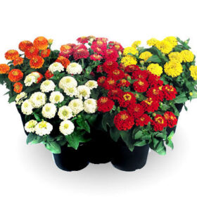 Zinnia Zinnita Mix Seed A20223087