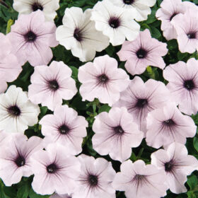 Petunia Tidal Wave Silver F1 Seed A20223016