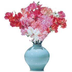 Sweet Pea Elegance Mix Seed A20222824