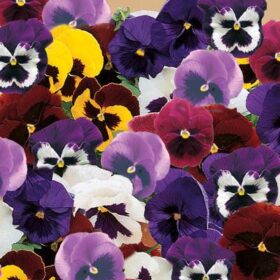 Pansy Majestic Giants II Mix F1 Seed A20222613