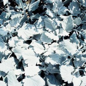 Dusty Miller Cirrus Seed A20222341