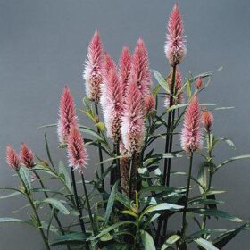 Celosia Flamingo Feather Seed A20222249
