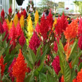 Celosia Century Mix Seed A20222242