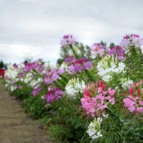 Cleome Queen Mix Seed A20222278