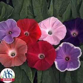 Ipomoea Early Call Mix Seed A20222468