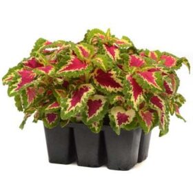 Coleus Wizard Rose Seed A20222293
