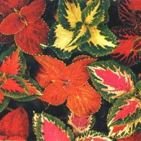 Coleus Rainbow Formula Mix Seed A20222290